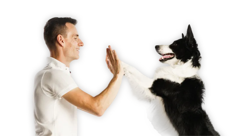 Robert a border collie — pes dává labku